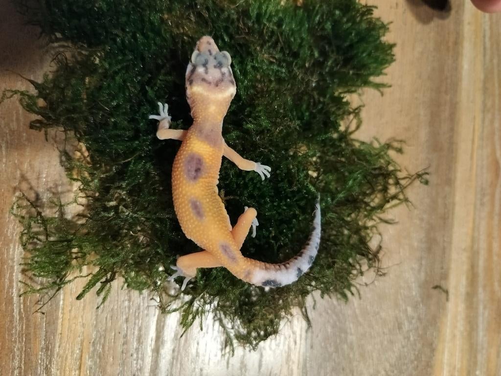 Jonge/ baby luipaardgekko, Dieren en Toebehoren, Hagedis, 0 tot 2 jaar