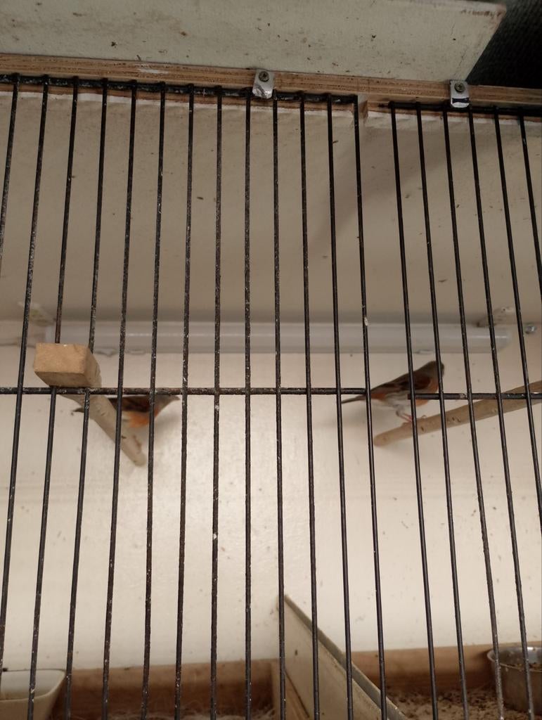 F1KAPOETSEN, Meerdere dieren