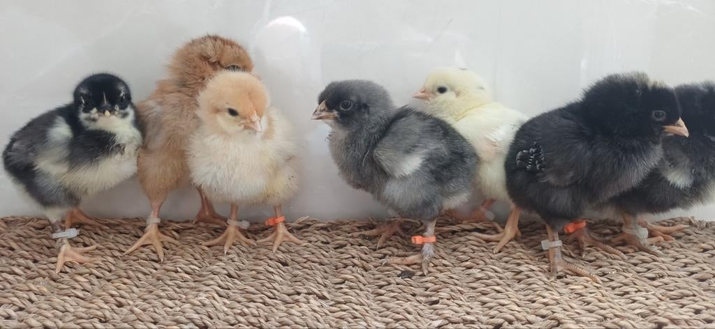 Kuikens kleurleggers blauw groen olijf, Meerdere dieren, Kip