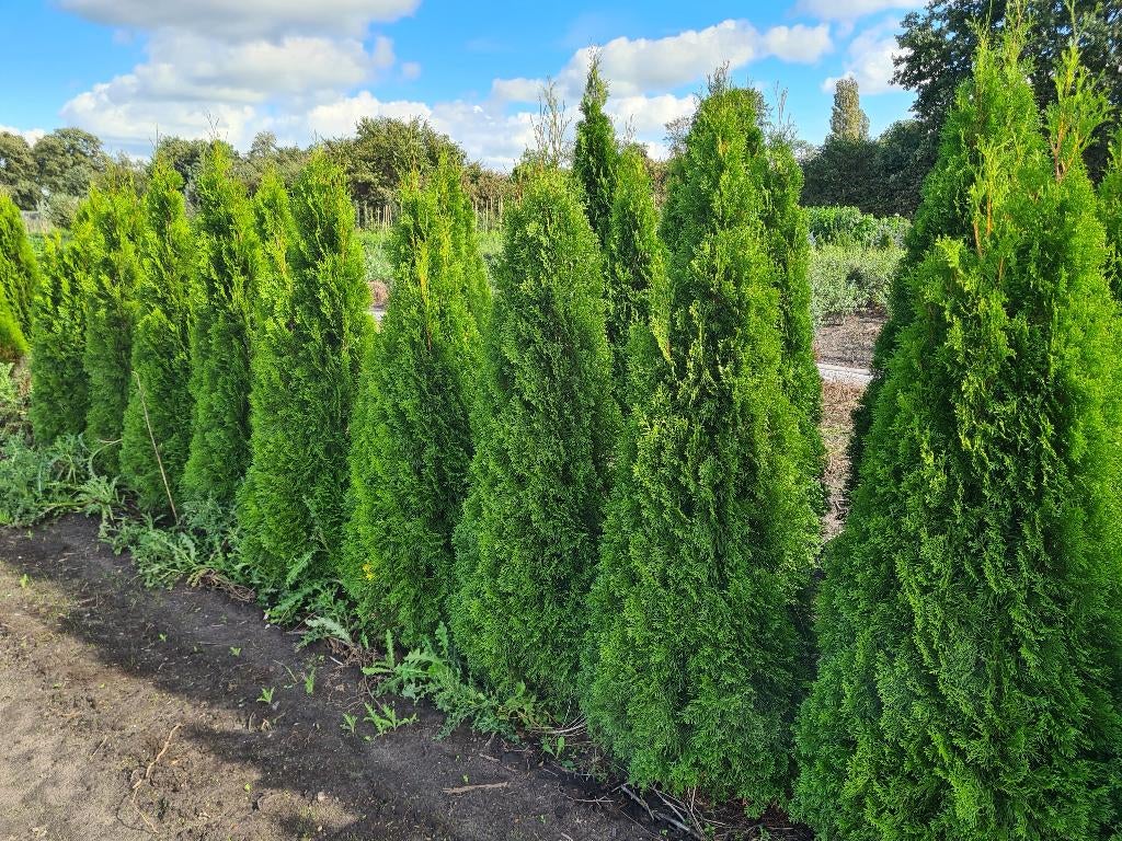 Thuja Smaragd coniferen ca. 160-180 cm., Ophalen of Verzenden, Conifeer, 100 tot 250 cm