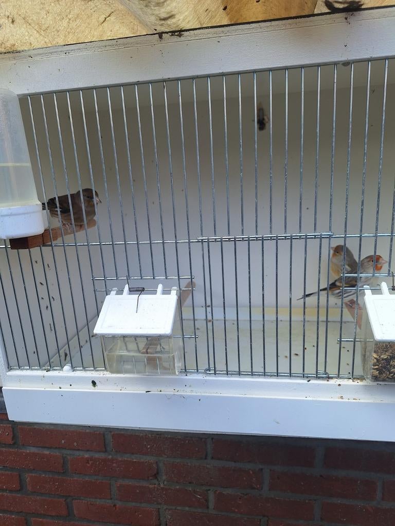 Te koop putter x kanarie, Dieren en Toebehoren, Mannelijk, Bastaard