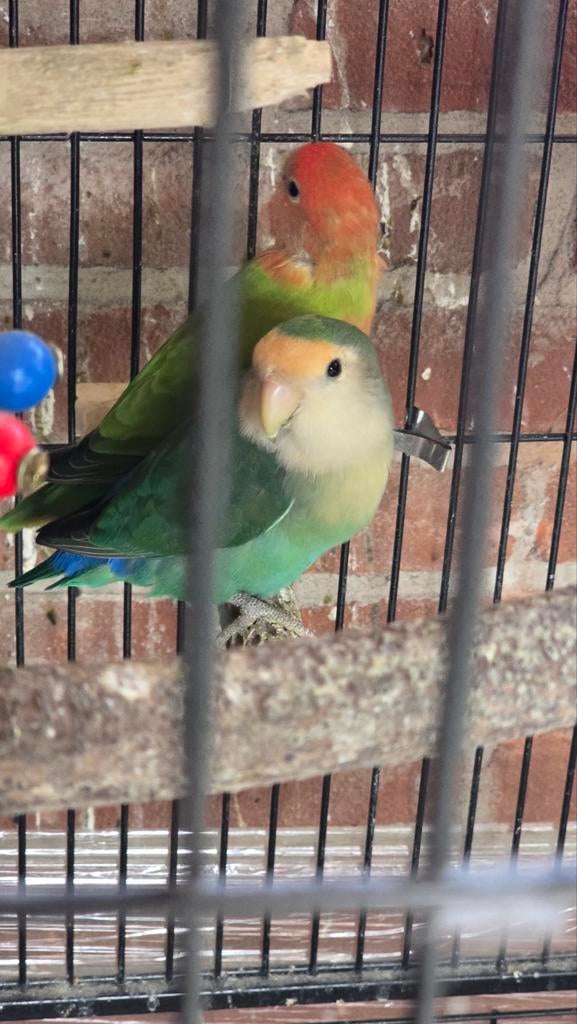 koppel agapornissen, Dieren en Toebehoren