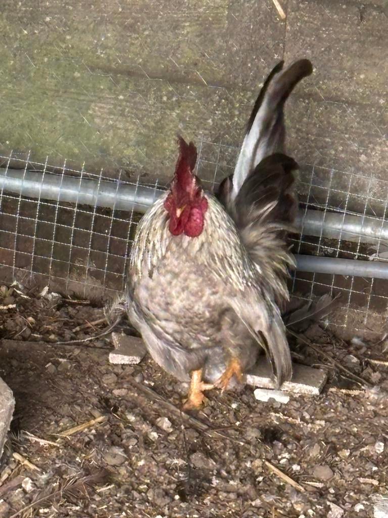 Serama haantje, Dieren en Toebehoren, Mannelijk, Kip