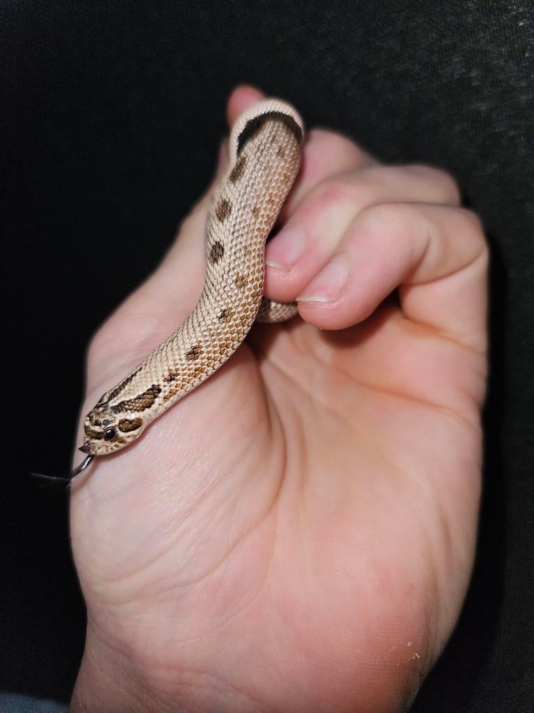 Haakneusslang Heterodon nasicus Hognose Snake - male for sale from Jurian