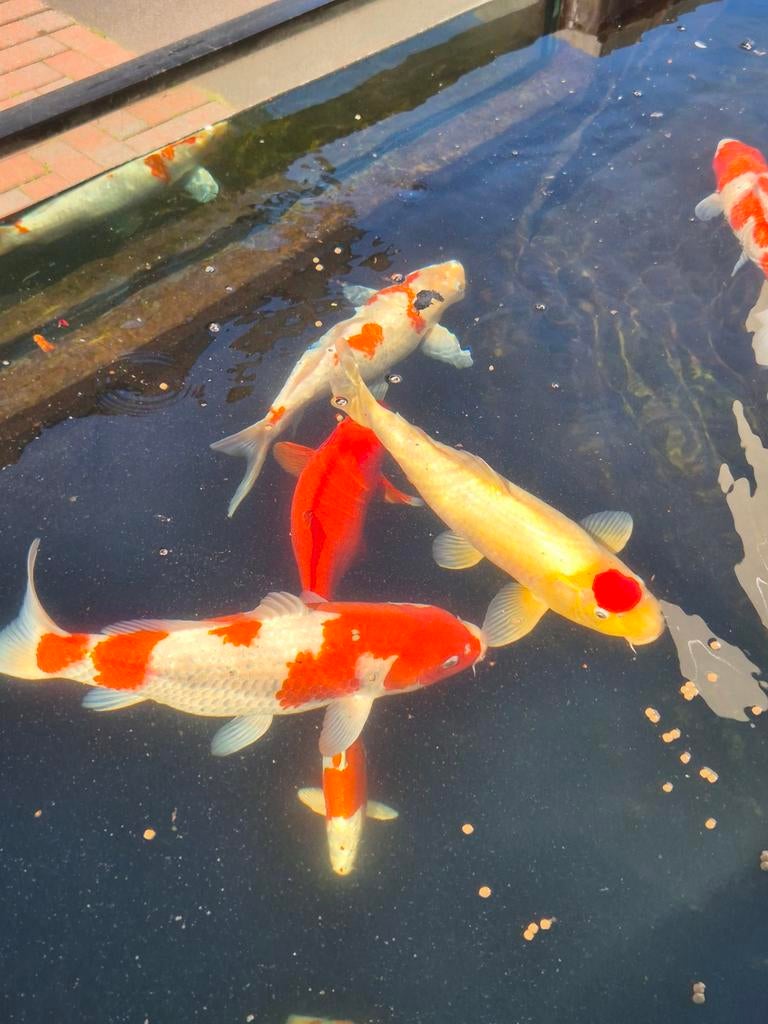 Mooie Koi mix – complete vijverpartij, Dieren en Toebehoren, Karper of Koi