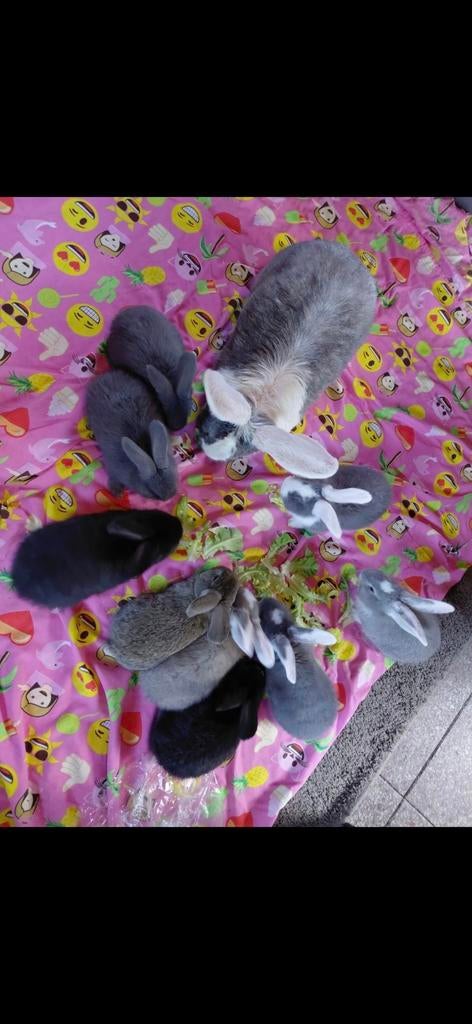 Duitse reuzen (konijnen), Mannelijk, Groot