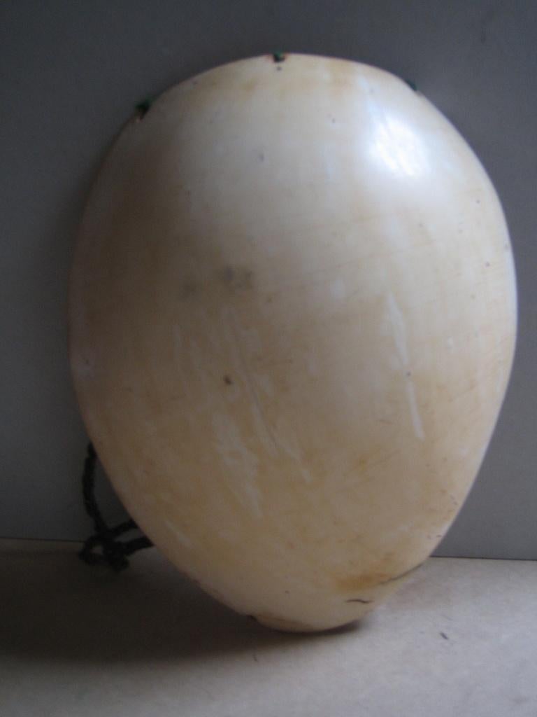 Bailer Schelp, Melo Melo, Mendi, Southern Highlands, PNG, Ophalen of Verzenden