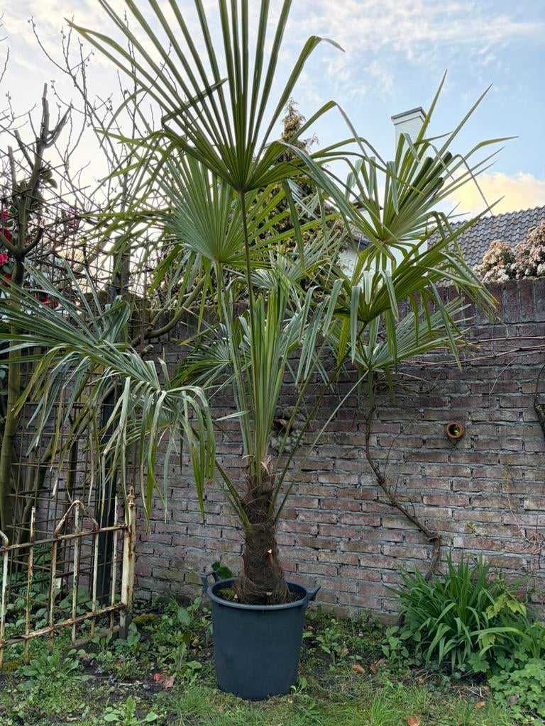 Trachycarpus Fortunei Winterharde Palmboom, Tuin en Terras, Halfschaduw, Lente, 100 tot 250 cm, Palmboom