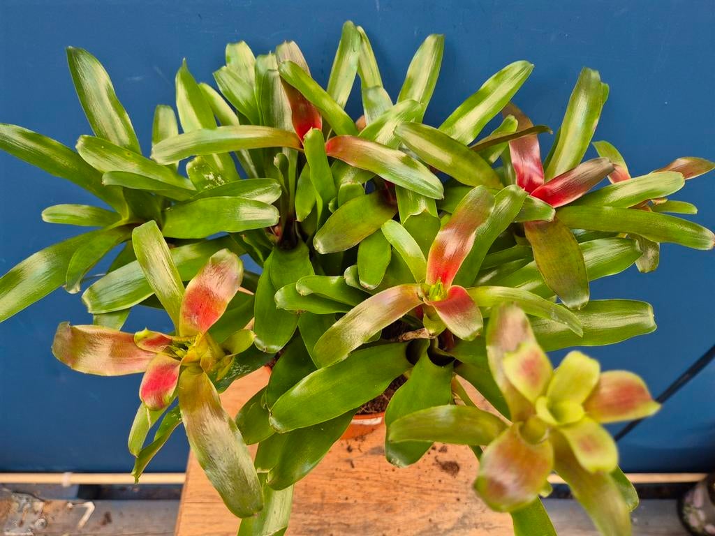 Nidularium Fire Ball p15 (3)