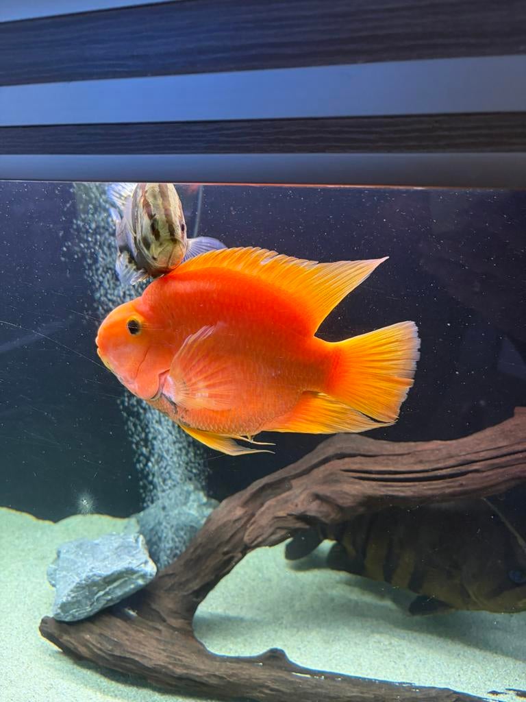 Papegaai Cichlide XXL parrot cichlide, Dieren en Toebehoren, Vissen | Aquariumvissen, Vis, Zoetwatervis, Schoolvis