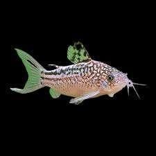 Corydora Nannus - Pantsermeerval - Koidream Valburg