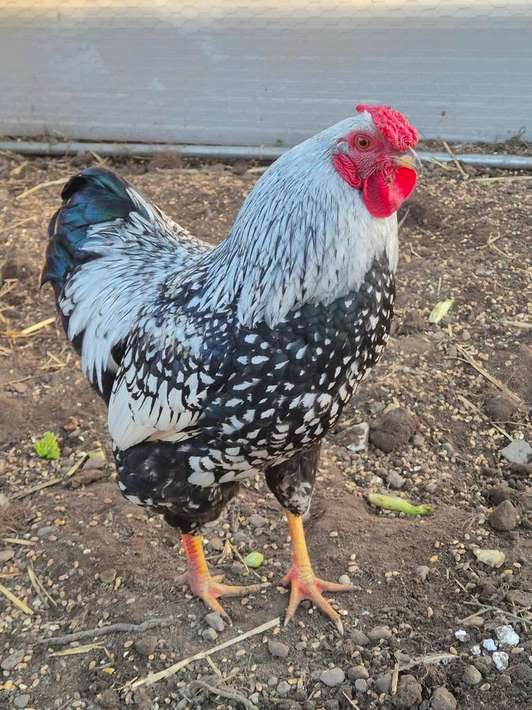 Broedeieren & Kuikens, Dieren en Toebehoren, Pluimvee, Geslacht onbekend, Kip