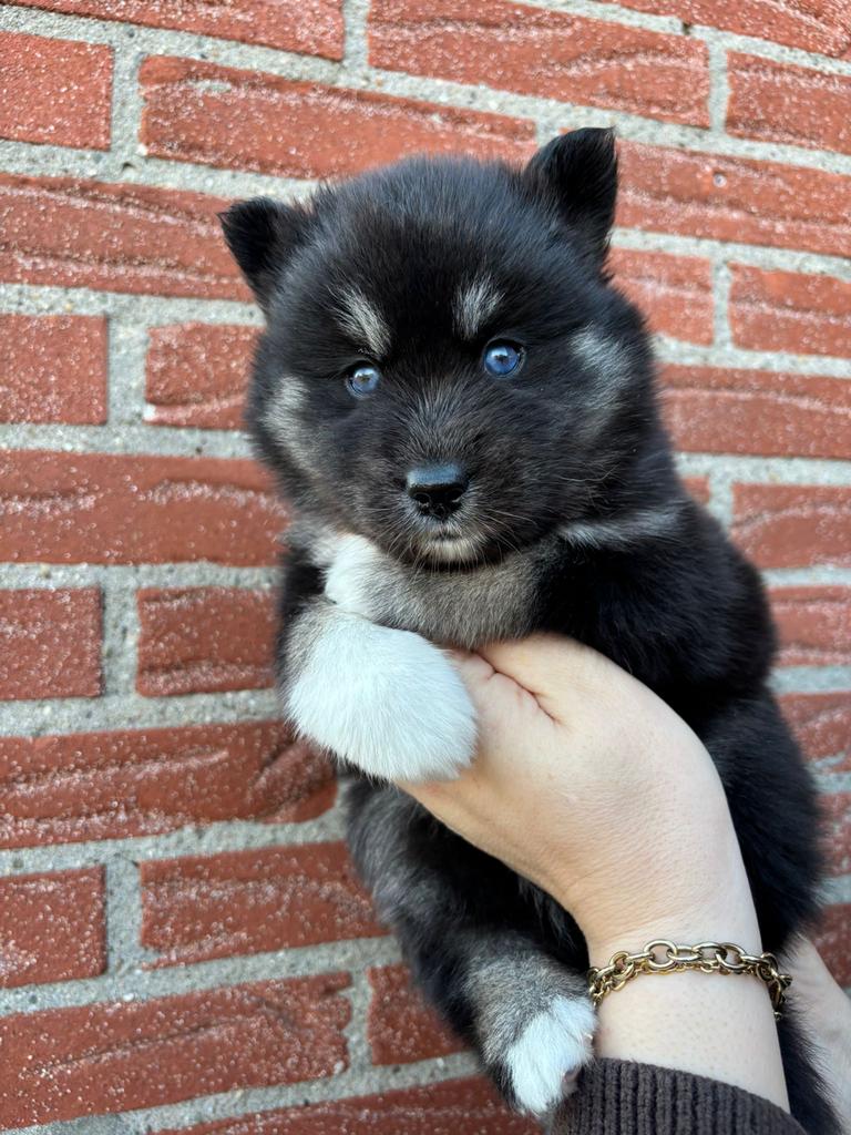 Pomsky teefje, Overige rassen, Teef, Meerdere, Nederland