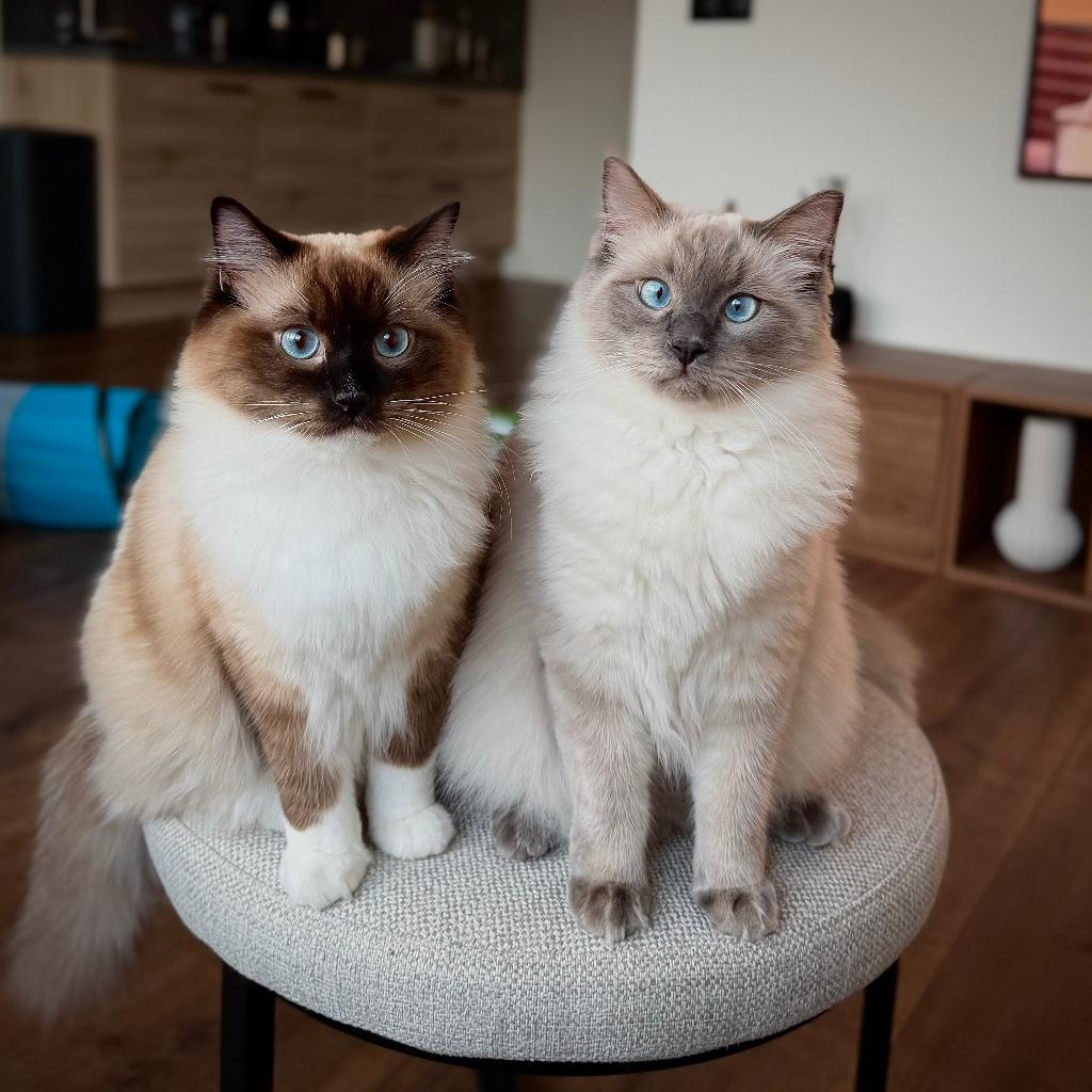 2 Ragdoll katers (11 mnd) zoeken liefdevol thuis 🐾, Kater, Ontwormd, 0 tot 2 jaar