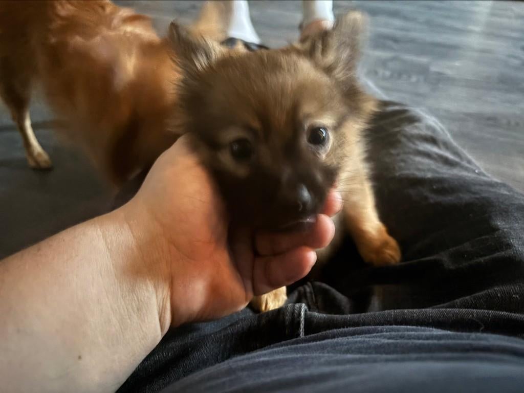 Pomeriaan/dwergkeeshond pups te koop, Keeshond, 8 tot 15 weken, Parvo, Meerdere