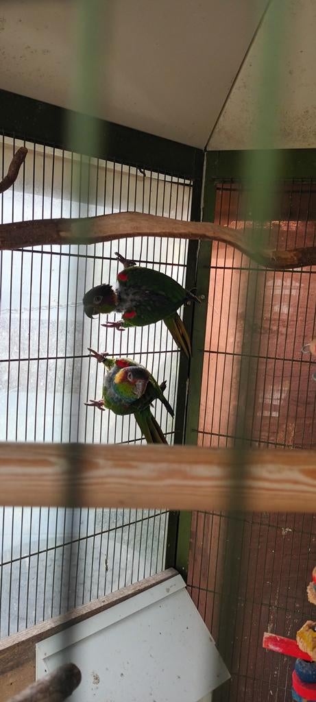 Pyrhurra cruentata, Dieren en Toebehoren, Vogels | Parkieten en Papegaaien, Meerdere dieren, Parkiet