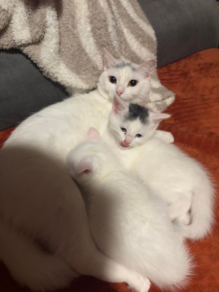 Kittens, Kater, Ontwormd, 0 tot 2 jaar