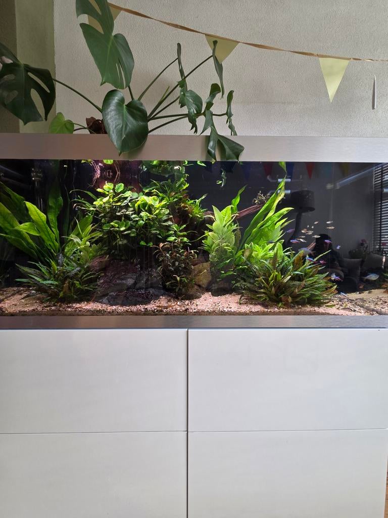 Oase Highline 400 aquarium inclusief toebehoren, Ophalen, Gebruikt, Oase, Gevuld zoetwateraquarium
