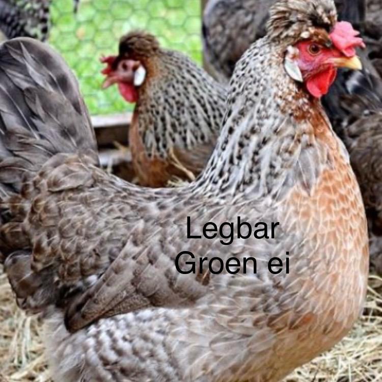 Groenlegger. Araucana legbar kippen, Dieren en Toebehoren, Pluimvee, Vrouwelijk, Kip