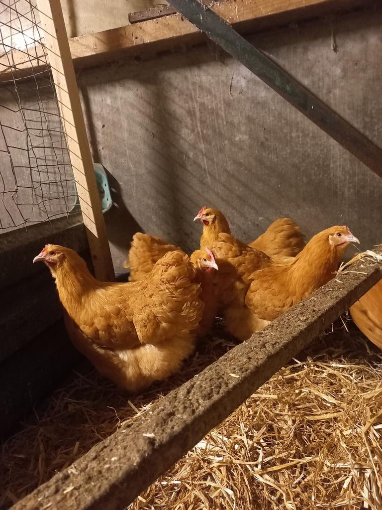 Broedeieren orpington buff groot, Geslacht onbekend, Kip