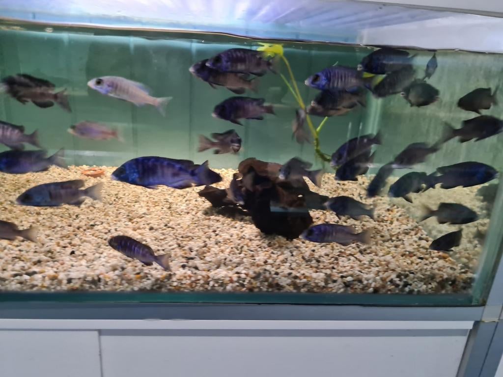 Placidochromis Phenochilus Mdoka White Lips Malawi Cichliden, Vis, Zoetwatervis