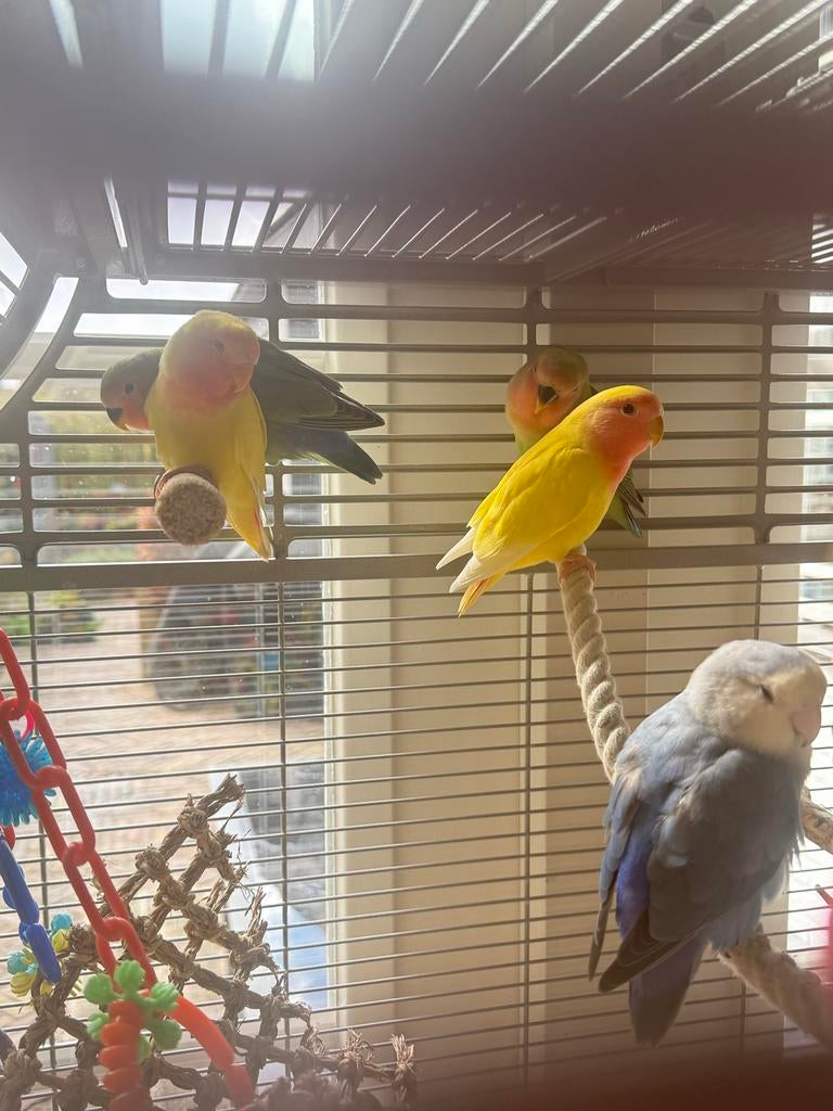 Jonge agapornis roseicollis kuikens wildkleur en lutino, Dieren en Toebehoren, Vogels | Parkieten en Papegaaien, Geslacht onbekend