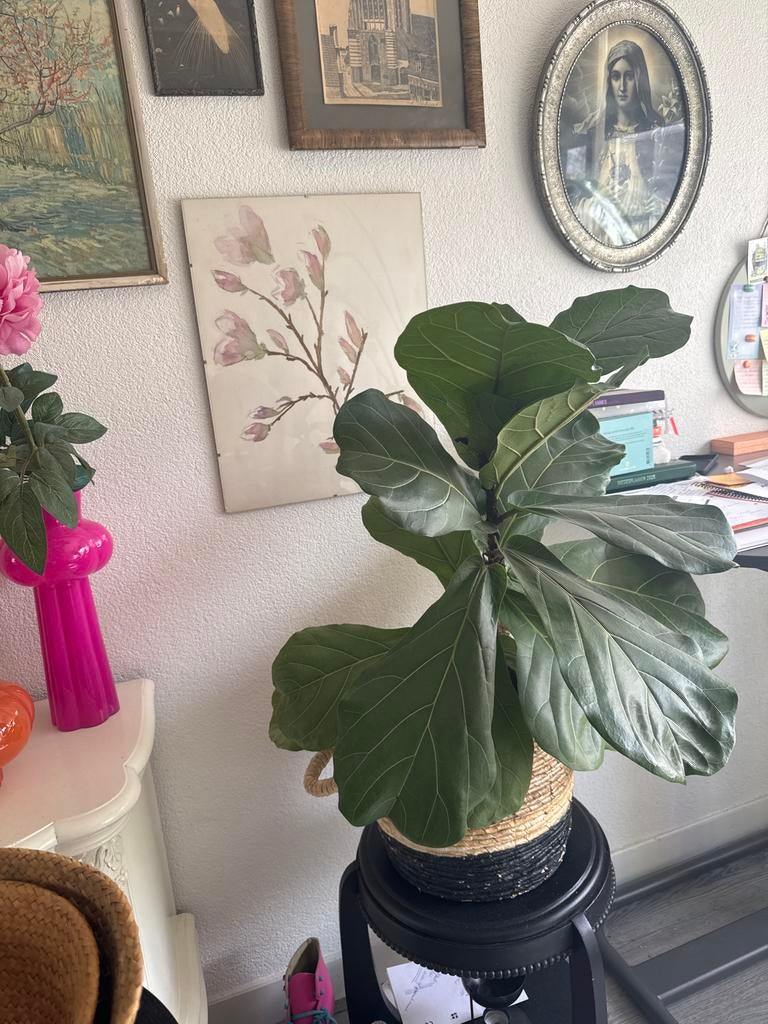 Vioolplant/tabaksplant 60cm hoog, Vaste plant, Bloeit niet, Halfschaduw, Ophalen