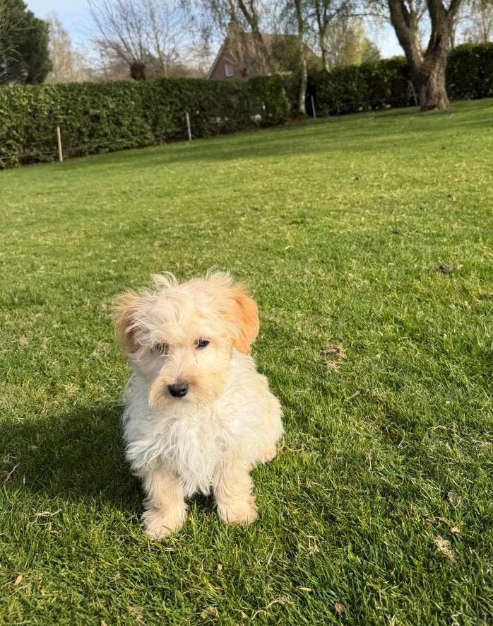 Maltipoo (Maltezer x Toy Poedel) pups, Dieren en Toebehoren, Parvo, Nederland, Overige rassen, 8 tot 15 weken