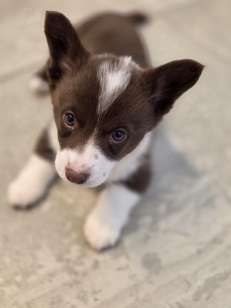 Welsh Corgi cardigan, Dieren en Toebehoren, Honden | Herdershonden en Veedrijvers, Parvo, België, Fokker | Hobbymatig, 8 tot 15 weken