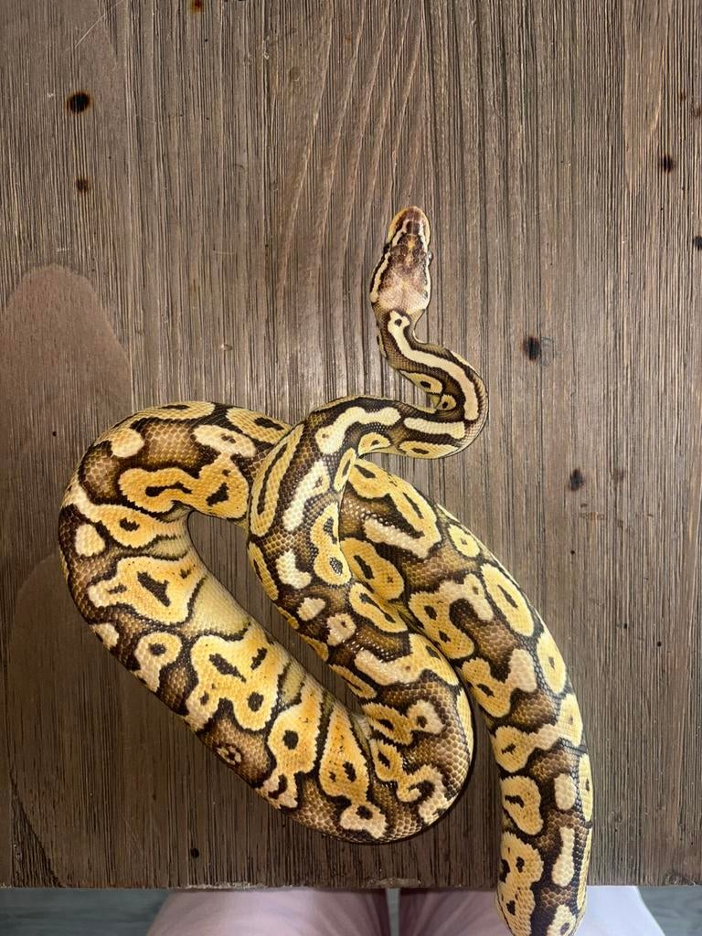 Koningspython mannetje Ball Python - male for sale from samuel vb