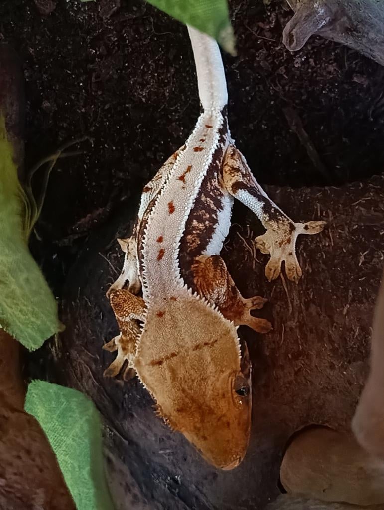 Wimpergekko nakweek 2025 LW Crested Gecko - unknown for sale from Sabrina