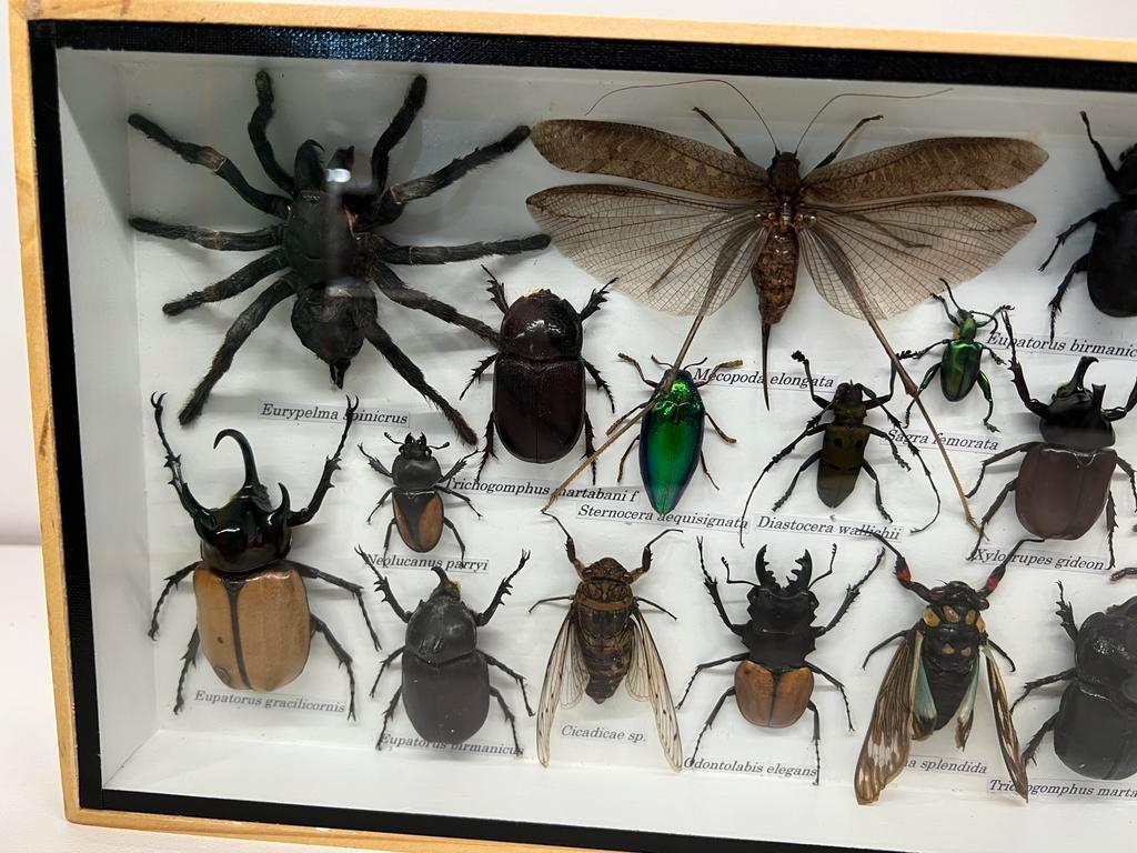 Echte opgezette insecten in lijst 36 x 20 x 3.5 cm, Verzamelen, Ophalen of Verzenden, Insect, Opgezet dier