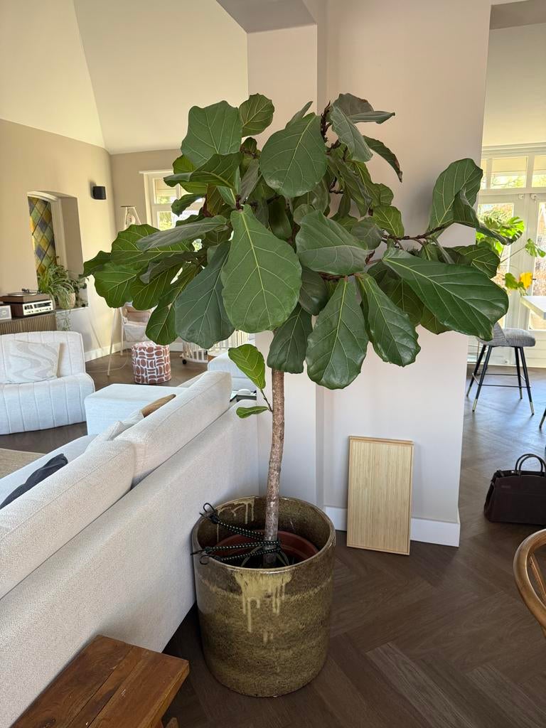 Grote Tabaksplant (Ficus Lyrata) inclusief pot - 1.90m hoog, Ophalen, Ficus, Halfschaduw, In pot