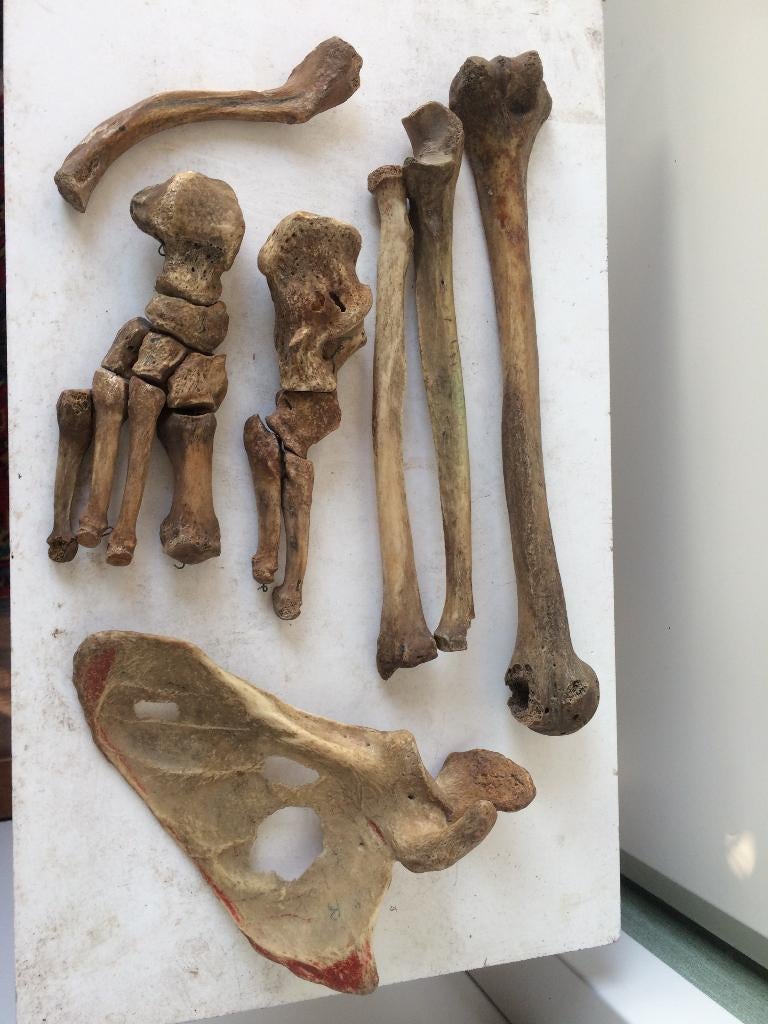 skelet mens schedel onderdelen medisch instrumenten anatomie, Ophalen of Verzenden, Gebruikt