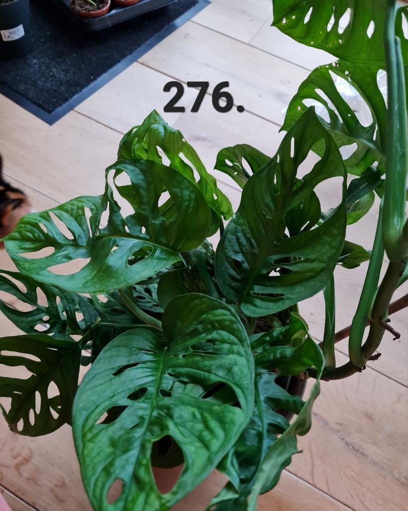 Monstera adansonii / monkey mask, kamerplant, 90 cm, Ophalen of Verzenden, Halfschaduw, Minder dan 100 cm