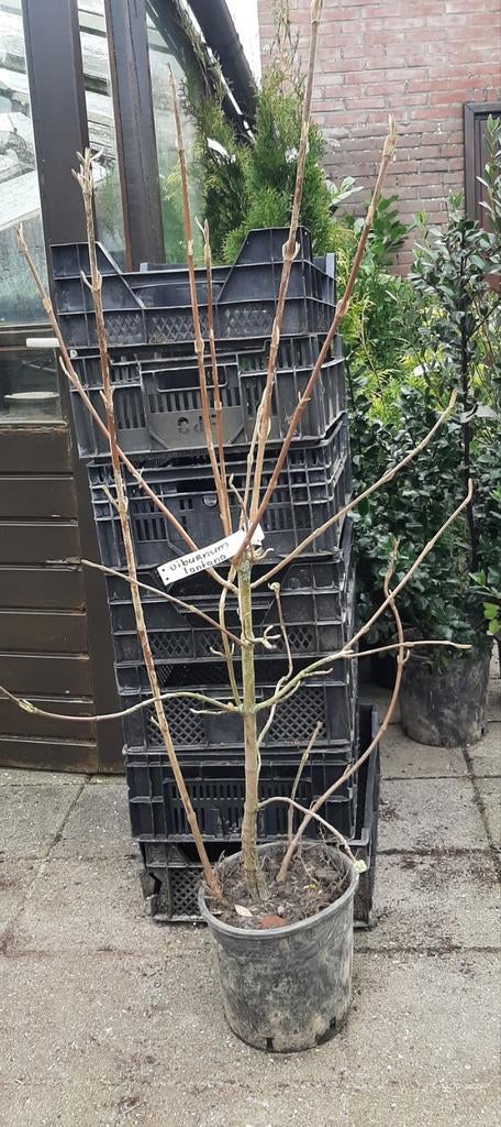 Viburnum opulus (Gelderse roos) en Viburnum lantana 100/120, Ophalen, Overige soorten, Haag, Minder dan 100 cm
