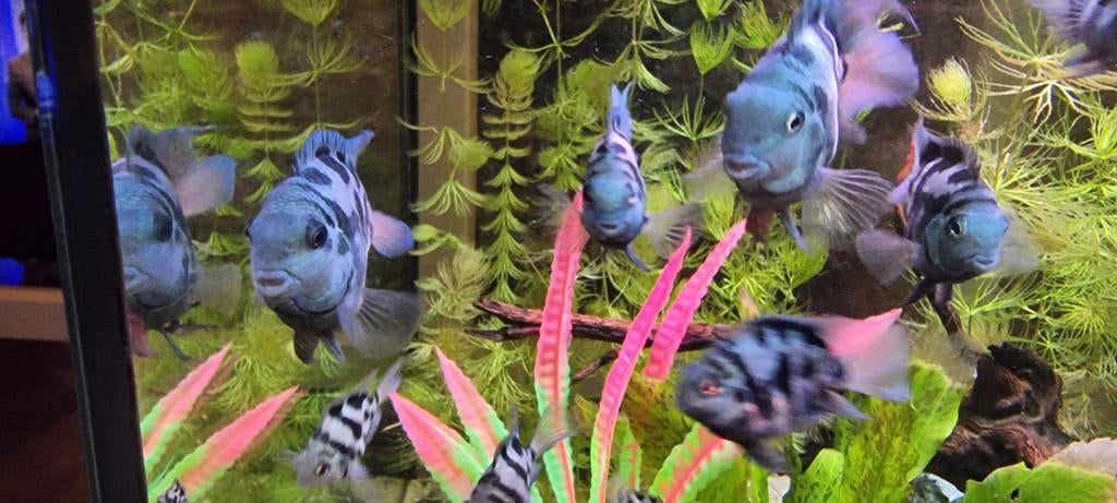 Prachtige dwerg  cicliden