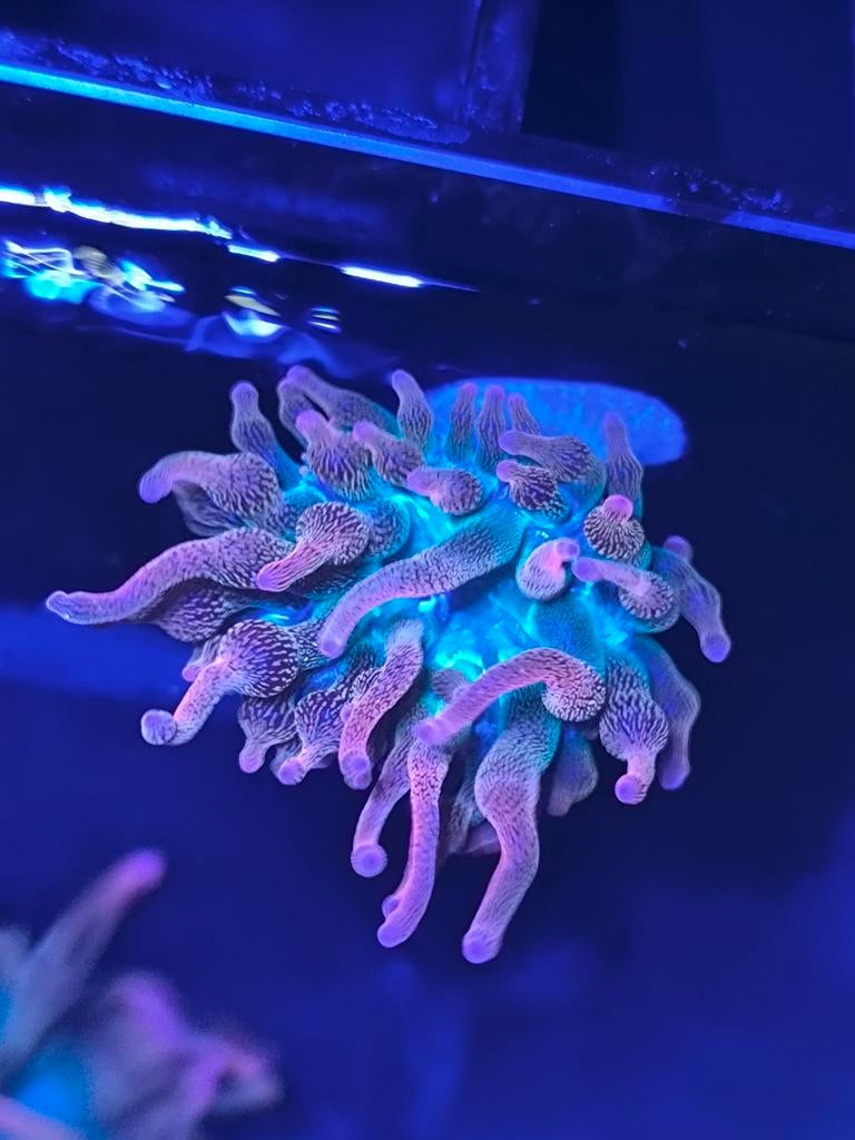 Sunburst anemoon - op aanvraag, Vis