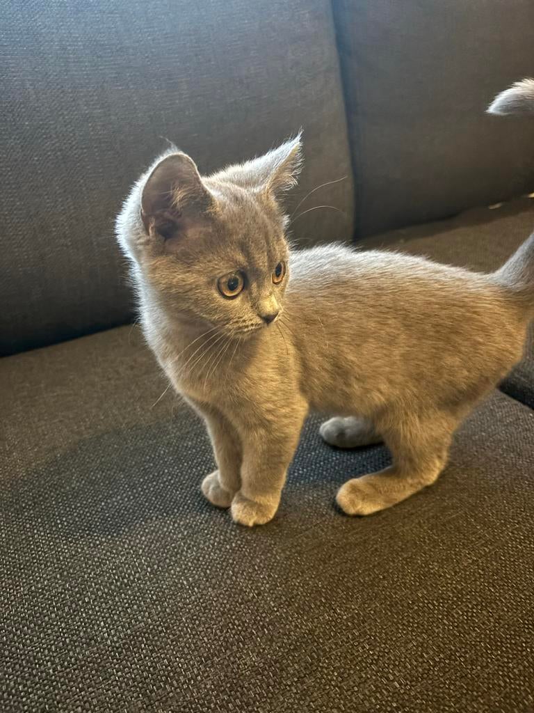 Kitten britse korthaar, Poes, Kortharig, 0 tot 2 jaar