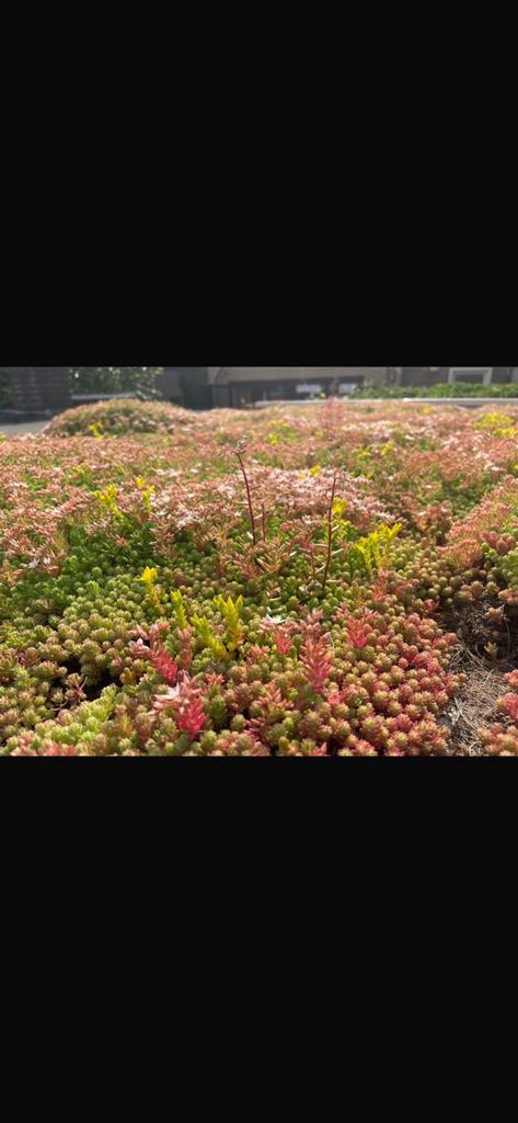 Sedum trays - lichtgewicht groendak grote voorraad, Tuin en Terras, Bodembedekkers, Volle zon, Vaste plant, Ophalen of Verzenden