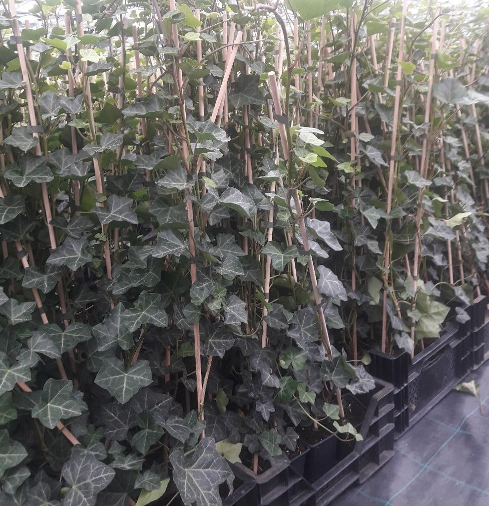 Hedera Hibirnica gestokt maat 90cm/1m, Ophalen, Overige soorten, 100 tot 250 cm