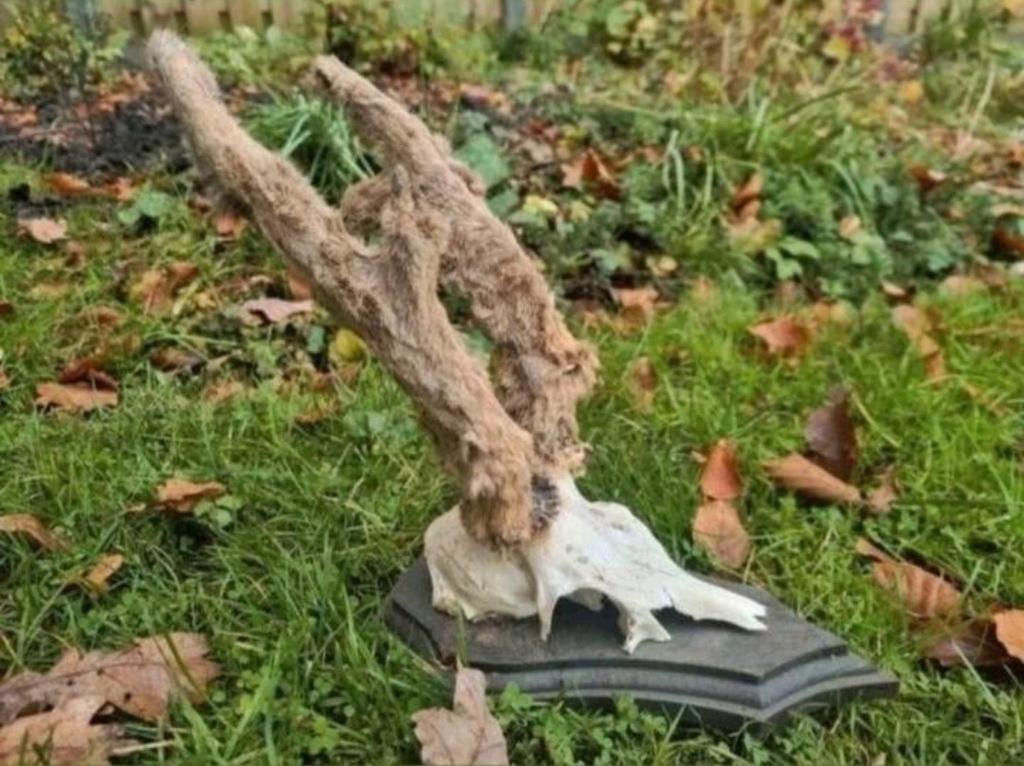 Enorme Ree bok met bast gewei! Verzameling educatie veluwe, Ophalen of Verzenden, Zo goed als nieuw, Hert, Gewei of Kop