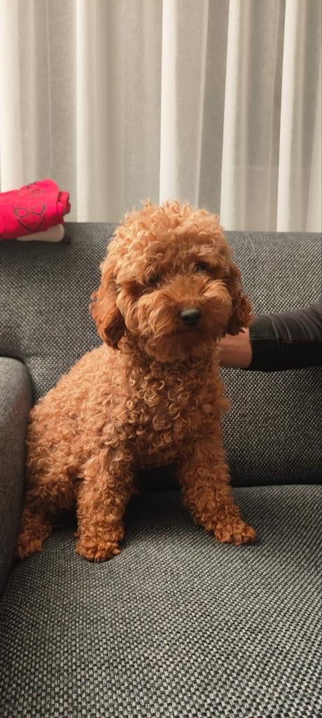 Dekreu Toy poedel, Dieren en Toebehoren, Reu, 1 tot 2 jaar, Eén hond, Nederland