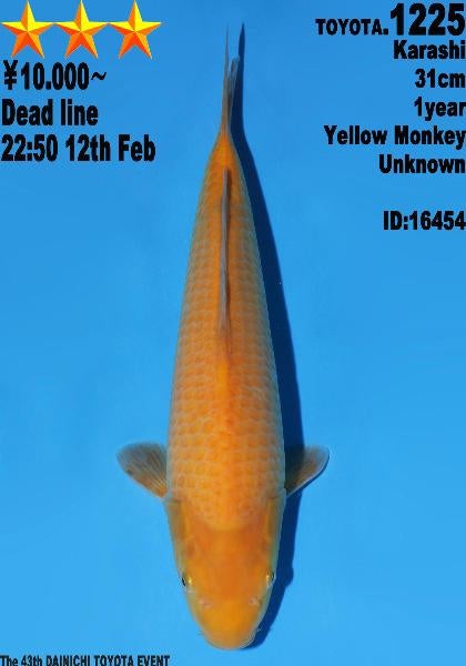 Karashigoi Snel groeier handtam jumbo koi DAINICHI yellow M, Dieren en Toebehoren, Karper of Koi