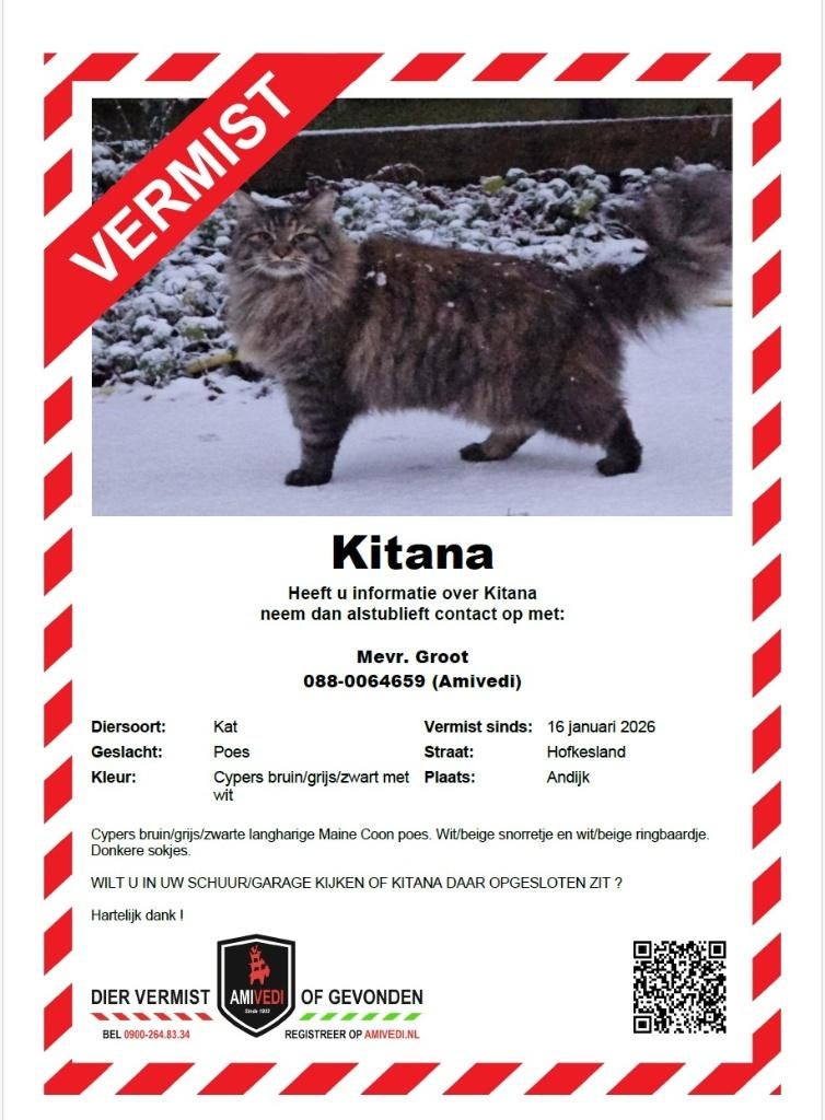 Vermist in Andijk, Dieren en Toebehoren, Kat