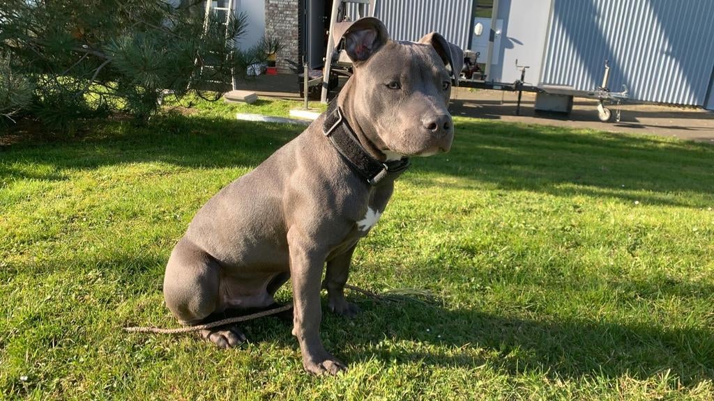 American Staffordshire Terrier – Reu beschikbaar voor dekkin, Dieren en Toebehoren, Honden | Dekreuen, 6 jaar of ouder, Reu, Parvo