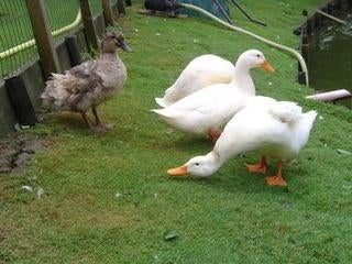 Pekingeend | Siereenden | Passend advies, Meerdere dieren, Eend