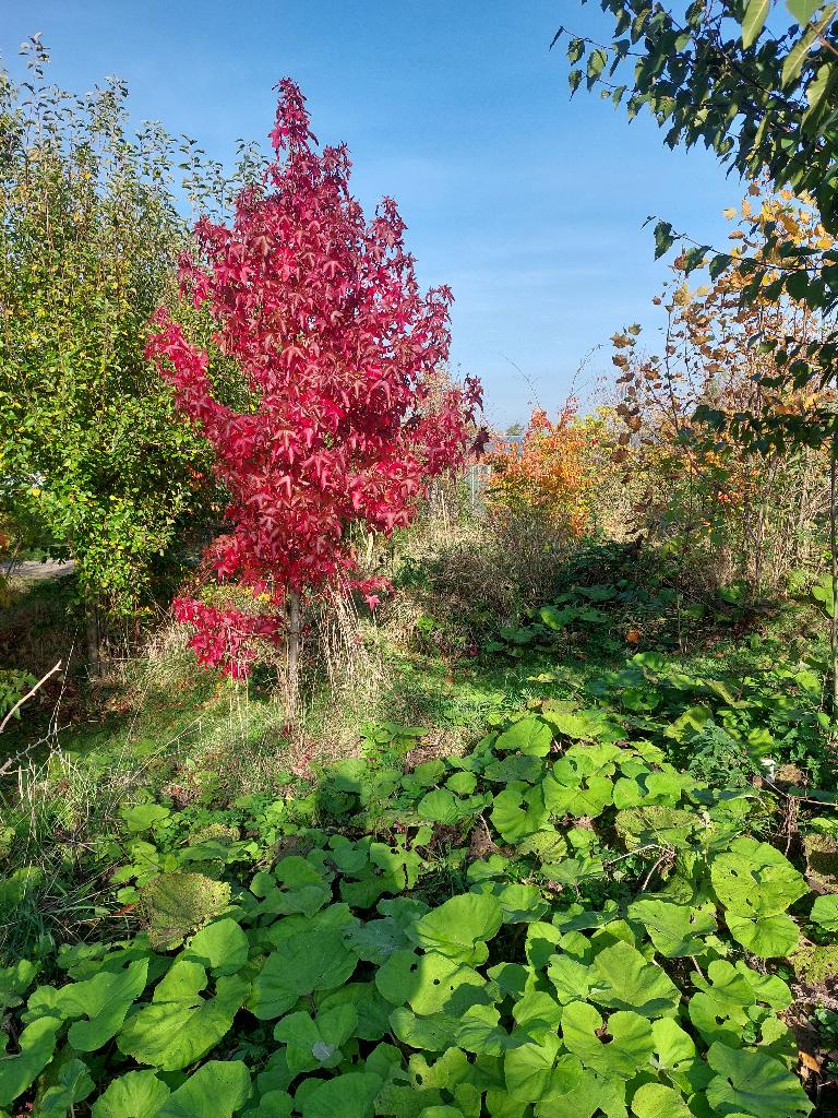 Plantgoed bijzondere Bomen en Struiken, Overige soorten, Minder dan 100 cm, Zomer, Ophalen
