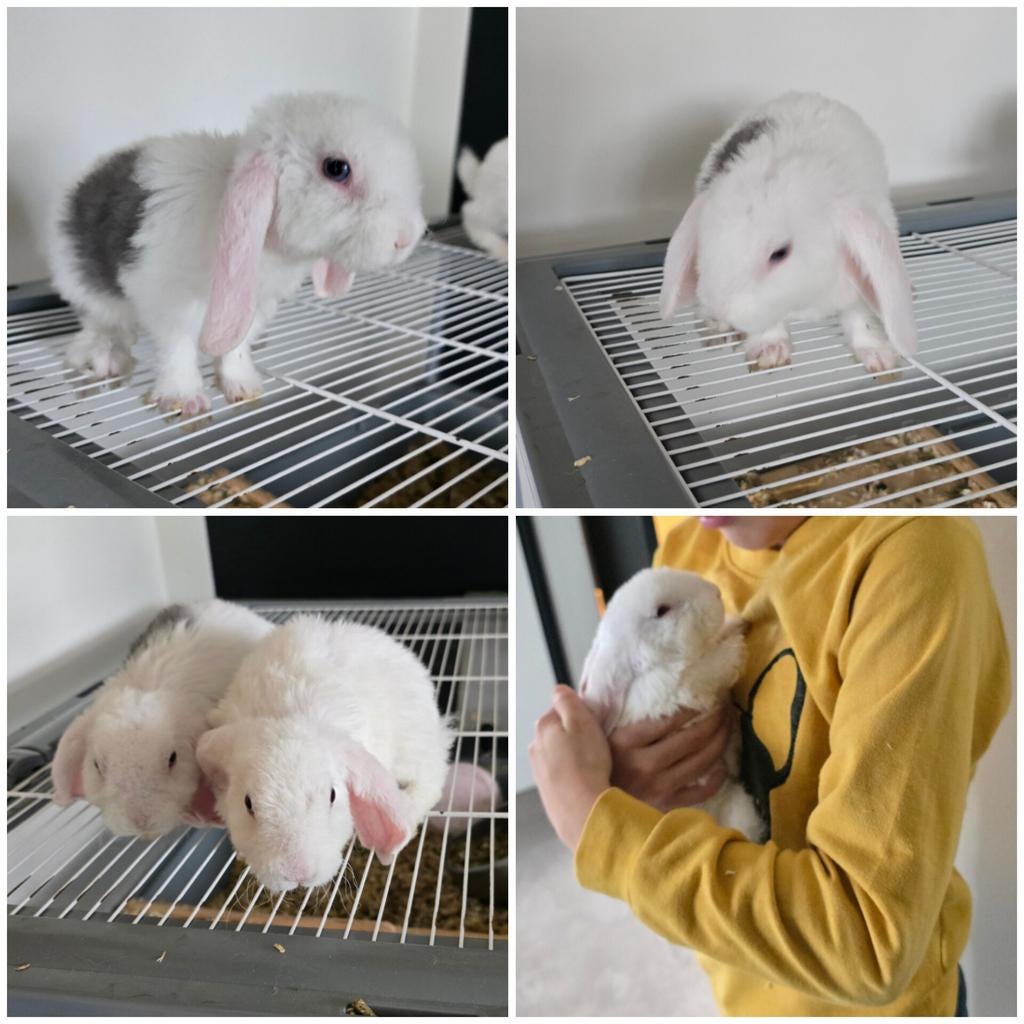 Konijntjes rex widder 1 man en 1 vrouw, Dieren en Toebehoren, Konijnen, Meerdere dieren, Dwerg