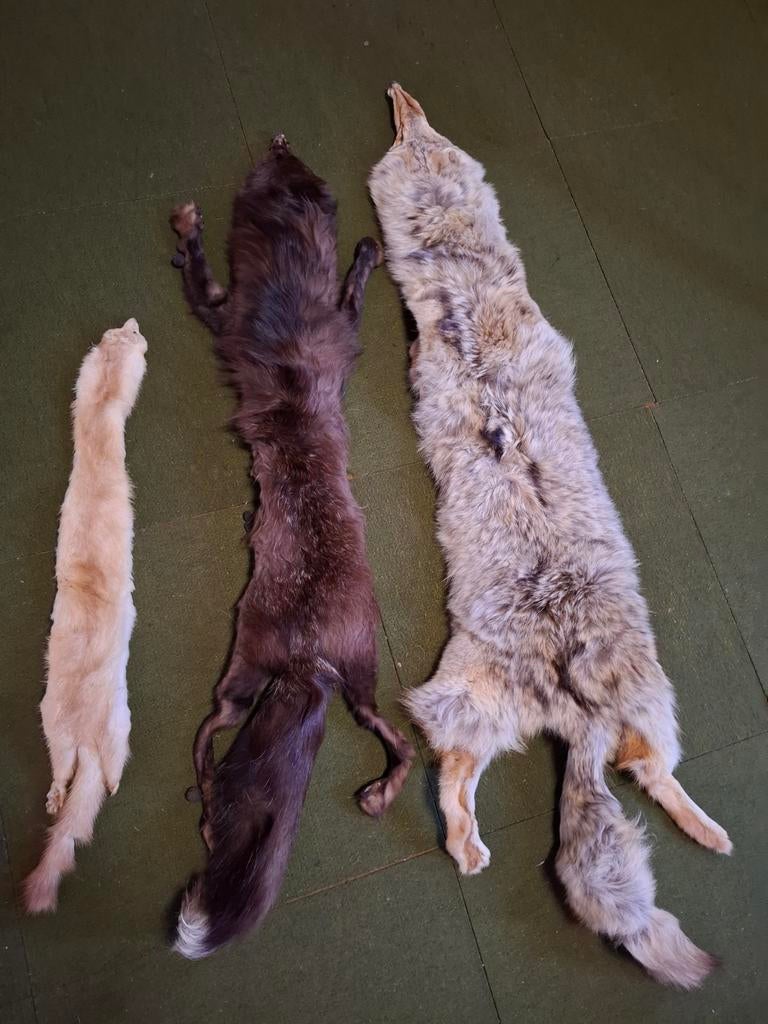 Stola vossen, Verzenden